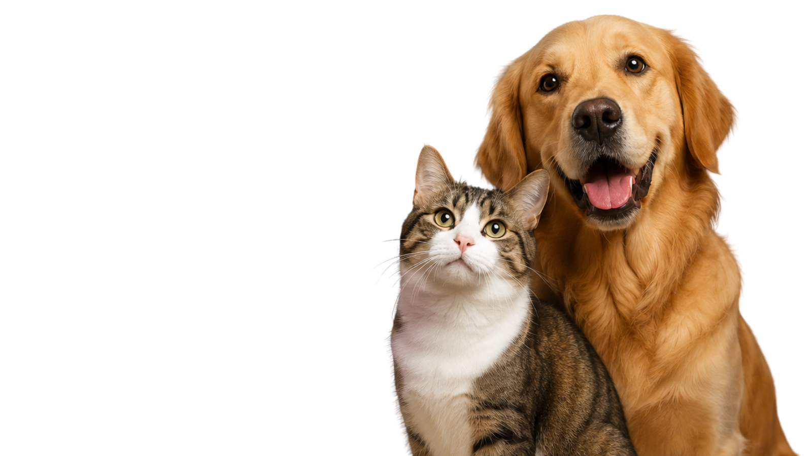 Gato y perro Golden de FerrPet Club